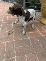 Junior , a male German Shorthaired Pointer for sale in Rancho Santa Fe, CA – 2 of 9