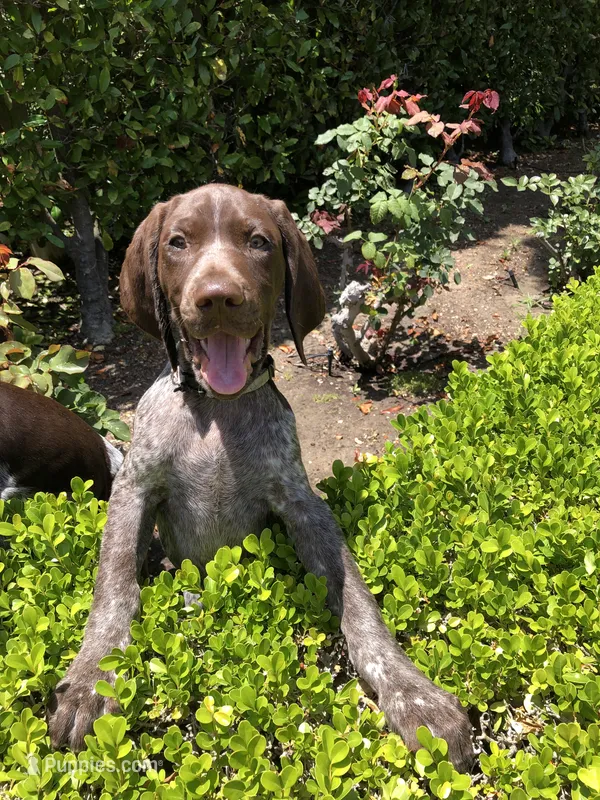 Stripe – German Shorthaired Pointer puppy for sale in Rancho Santa Fe, CA
