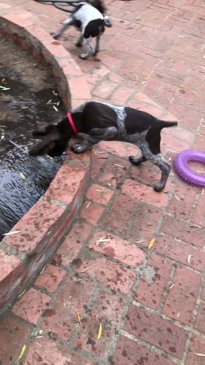 Precious, a female German Shorthaired Pointer for sale in Rancho Santa Fe, CA – 8 of 9