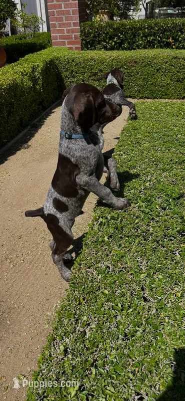 Baxter – German Shorthaired Pointer puppy on hold in Rancho Santa Fe, CA