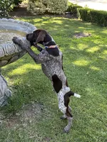 Stripe, a male German Shorthaired Pointer for sale in Rancho Santa Fe, CA – 4 of 10
