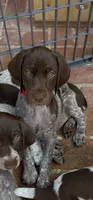Precious, a female German Shorthaired Pointer for sale in Rancho Santa Fe, CA – 4 of 9