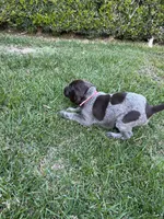 Sparkle, a female German Shorthaired Pointer for sale in Rancho Santa Fe, CA – 2 of 10