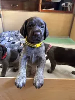 Sunshine, a female German Shorthaired Pointer for sale in Rancho Santa Fe, CA – 2 of 7