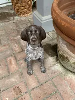 Stripe, a male German Shorthaired Pointer for sale in Rancho Santa Fe, CA – 4 of 6