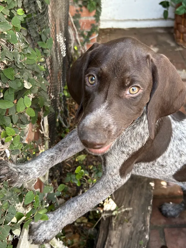 Brutus – German Shorthaired Pointer puppy for sale in Rancho Santa Fe, CA