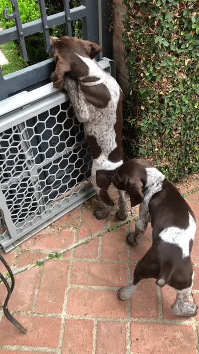 Stripe, a male German Shorthaired Pointer for sale in Rancho Santa Fe, CA – 6 of 6