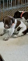 Junior , a male German Shorthaired Pointer for sale in Rancho Santa Fe, CA – 7 of 9