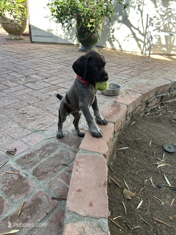 Sparkle – German Shorthaired Pointer puppy for sale in Rancho Santa Fe, CA