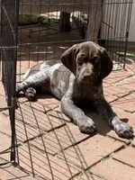 Baxter, a male German Shorthaired Pointer for sale in Rancho Santa Fe, CA – 4 of 4