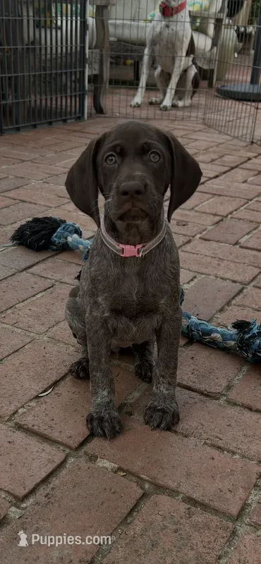 Nova – German Shorthaired Pointer puppy for sale in Rancho Santa Fe, CA