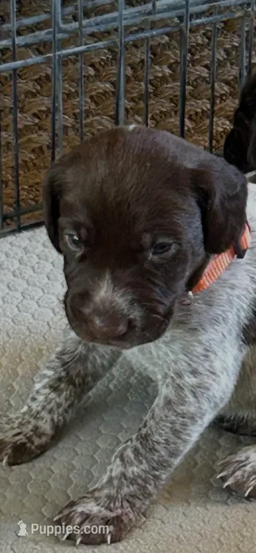 Junior  – German Shorthaired Pointer puppy for sale in Rancho Santa Fe, CA