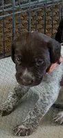 Junior , a male German Shorthaired Pointer for sale in Rancho Santa Fe, CA – 9 of 9