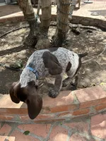Brutus, a male German Shorthaired Pointer for sale in Rancho Santa Fe, CA – 6 of 7