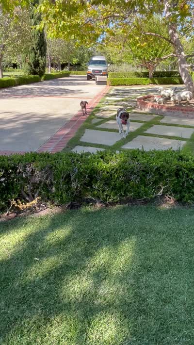 Stripe, a male German Shorthaired Pointer for sale in Rancho Santa Fe, CA – 10 of 10