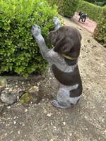 Sunshine, a female German Shorthaired Pointer for sale in Rancho Santa Fe, CA – 4 of 7