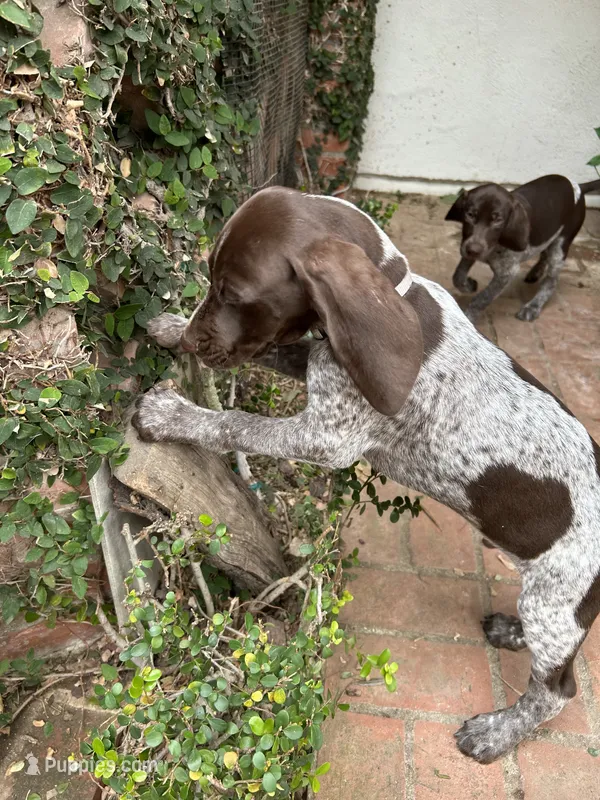 Stripe – German Shorthaired Pointer puppy for sale in Rancho Santa Fe, CA