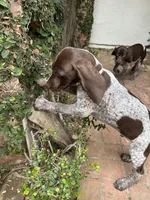 Stripe, a male German Shorthaired Pointer for sale in Rancho Santa Fe, CA – 1 of 6