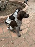 Stripe, a male German Shorthaired Pointer for sale in Rancho Santa Fe, CA – 5 of 6