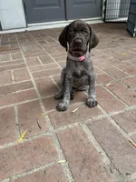 Nova, a female German Shorthaired Pointer for sale in Rancho Santa Fe, CA – 4 of 9