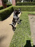 Bubba, a male German Shorthaired Pointer for sale in Rancho Santa Fe, CA – 2 of 8