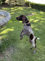 Stripe, a male German Shorthaired Pointer for sale in Rancho Santa Fe, CA – 5 of 10
