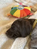 Sunshine, a female German Shorthaired Pointer for sale in Rancho Santa Fe, CA – 5 of 7
