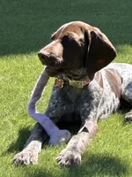 Stripe, a male German Shorthaired Pointer for sale in Rancho Santa Fe, CA – 7 of 10