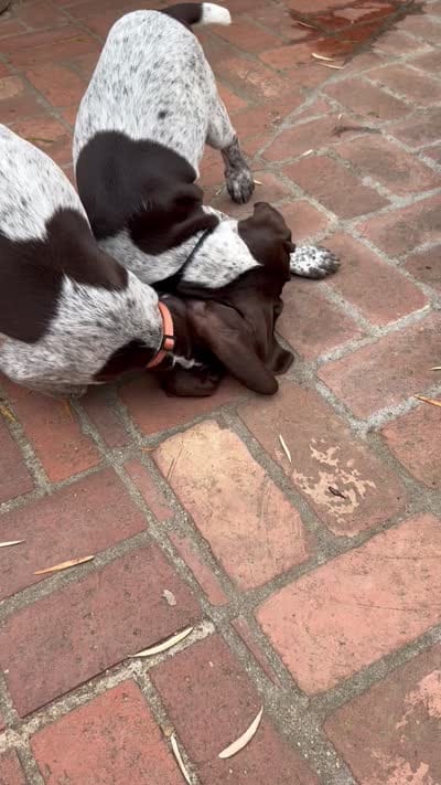 Junior , a male German Shorthaired Pointer for sale in Rancho Santa Fe, CA – 8 of 9