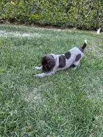 Sparkle, a female German Shorthaired Pointer for sale in Rancho Santa Fe, CA – 6 of 10