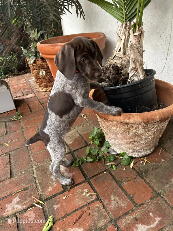 Precious – German Shorthaired Pointer puppy for sale in Rancho Santa Fe, CA