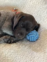 Sparkle, a female German Shorthaired Pointer for sale in Rancho Santa Fe, CA – 7 of 10