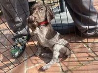 Precious, a female German Shorthaired Pointer for sale in Rancho Santa Fe, CA – 6 of 9