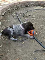 Nova, a female German Shorthaired Pointer for sale in Rancho Santa Fe, CA – 7 of 9