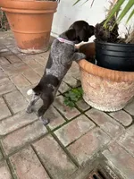 Nova, a female German Shorthaired Pointer for sale in Rancho Santa Fe, CA – 8 of 9