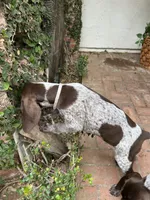 Stripe, a male German Shorthaired Pointer for sale in Rancho Santa Fe, CA – 2 of 6