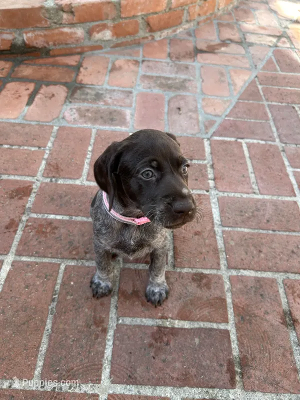 Nova, a female German Shorthaired Pointer for sale in Rancho Santa Fe, CA – 1 of 9