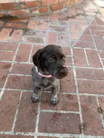 Nova, a female German Shorthaired Pointer for sale in Rancho Santa Fe, CA – 1 of 9