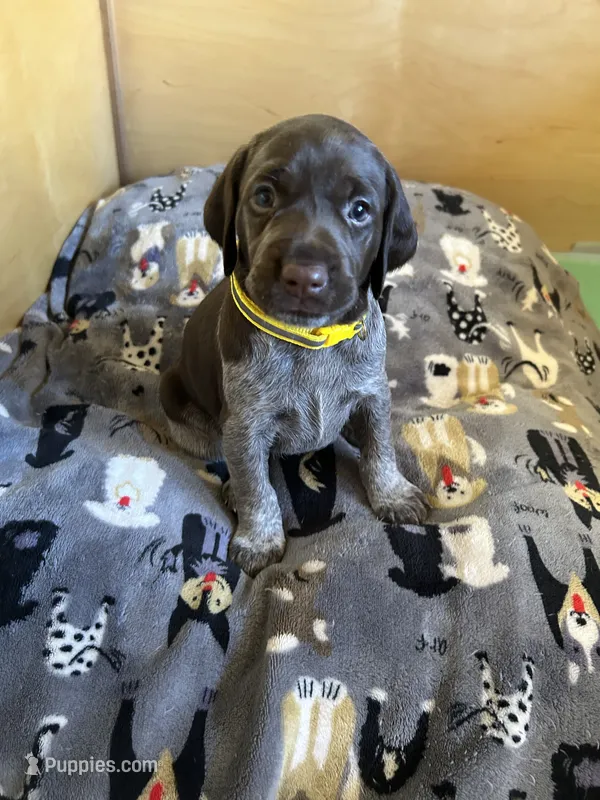 Sunshine – German Shorthaired Pointer puppy for sale in Rancho Santa Fe, CA