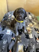 Sunshine, a female German Shorthaired Pointer for sale in Rancho Santa Fe, CA – 1 of 7