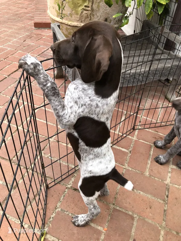 Junior  – German Shorthaired Pointer puppy for sale in Rancho Santa Fe, CA