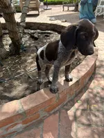 Brutus, a male German Shorthaired Pointer for sale in Rancho Santa Fe, CA – 2 of 7