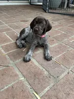 Nova, a female German Shorthaired Pointer for sale in Rancho Santa Fe, CA – 3 of 9