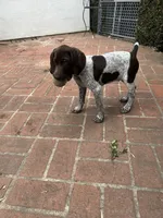 Junior , a male German Shorthaired Pointer for sale in Rancho Santa Fe, CA – 3 of 9
