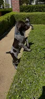 Bubba, a male German Shorthaired Pointer for sale in Rancho Santa Fe, CA – 7 of 8