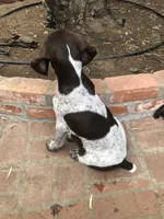 Junior , a male German Shorthaired Pointer for sale in Rancho Santa Fe, CA – 5 of 9