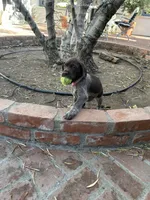 Nova, a female German Shorthaired Pointer for sale in Rancho Santa Fe, CA – 5 of 9