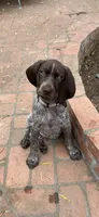 Stripe, a male German Shorthaired Pointer for sale in Rancho Santa Fe, CA – 8 of 10
