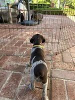 Sunshine, a female German Shorthaired Pointer for sale in Rancho Santa Fe, CA – 7 of 7