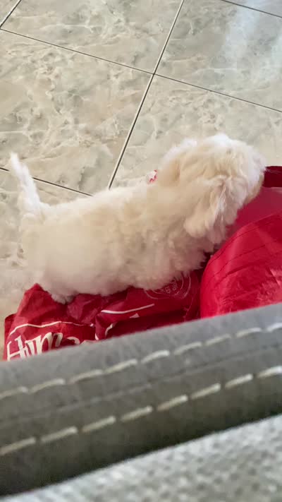panch, a male Maltese for sale in Oxnard, CA – 2 of 2
